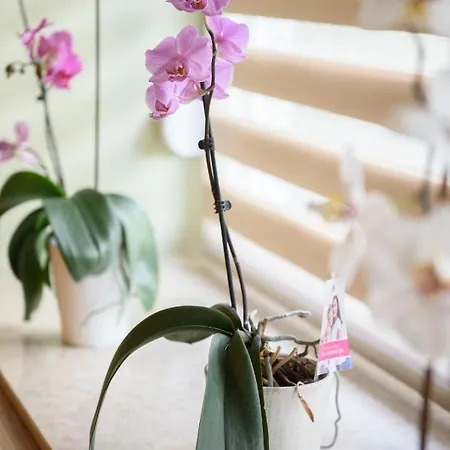 Dumalux Royal דירה סובוטיקה