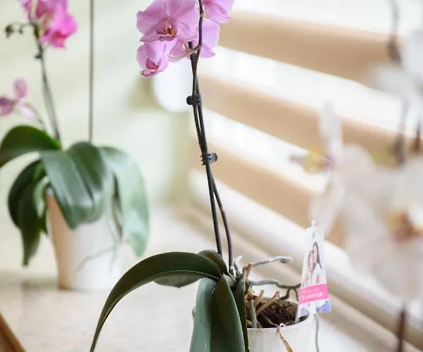 Dumalux Royal アパート スボティツァ